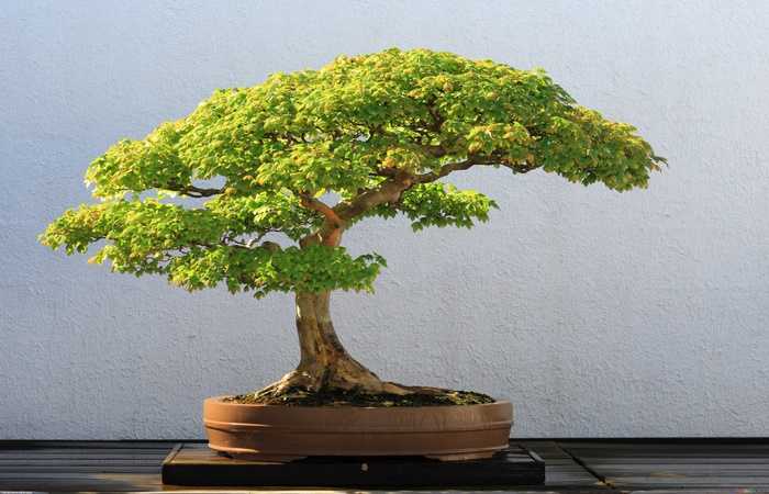 дерево бонсай