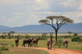 Кения: не просто сафари — как выбрать тур, чтобы увидеть настоящее сердце Африки